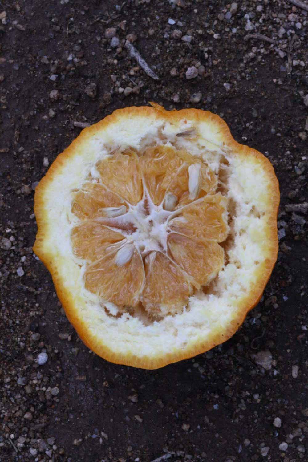            Fruit cross-section (Riverside, CA)   